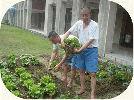 無毒蔬菜栽種設計班